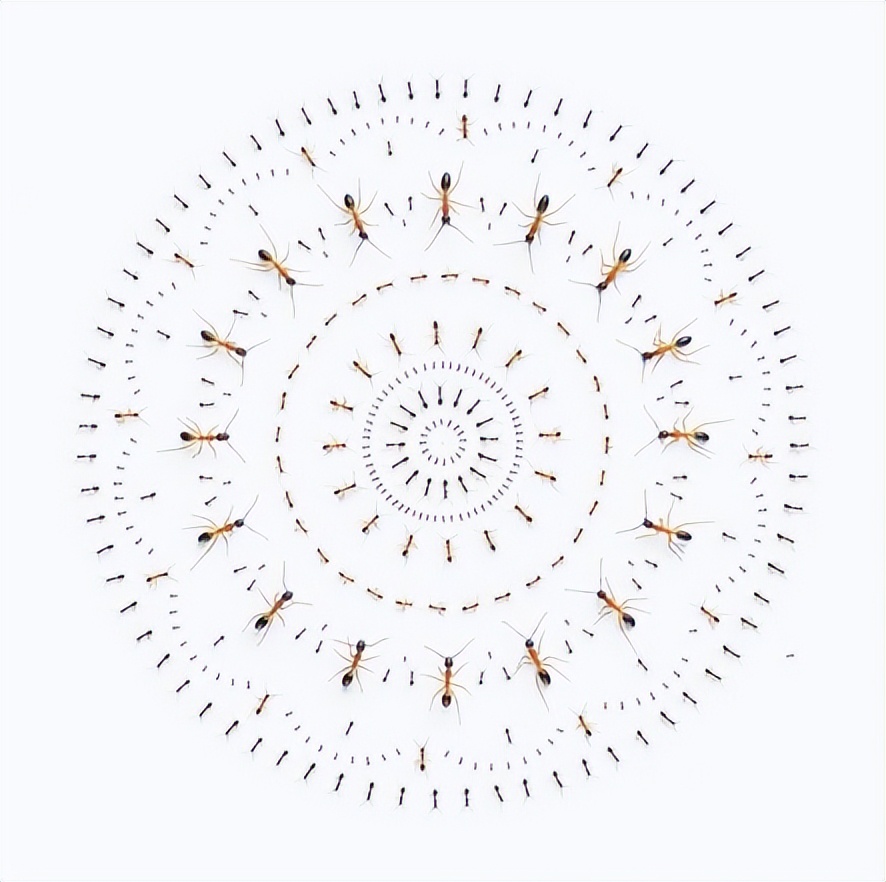 锡耶纳2023摄影大赛作品,2020锡耶纳国际摄影大奖作品