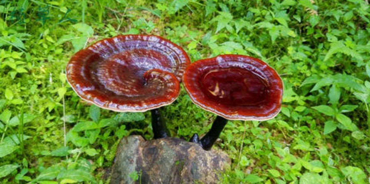 坟前有竹要迁坟的说法正确吗,坟前有竹必迁坟