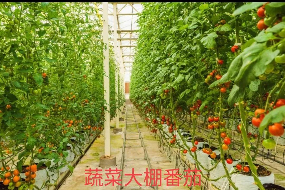 香港新移民:45岁洗碗大姐坦言娘家2兄弟,一个极致抠,一个无形炫