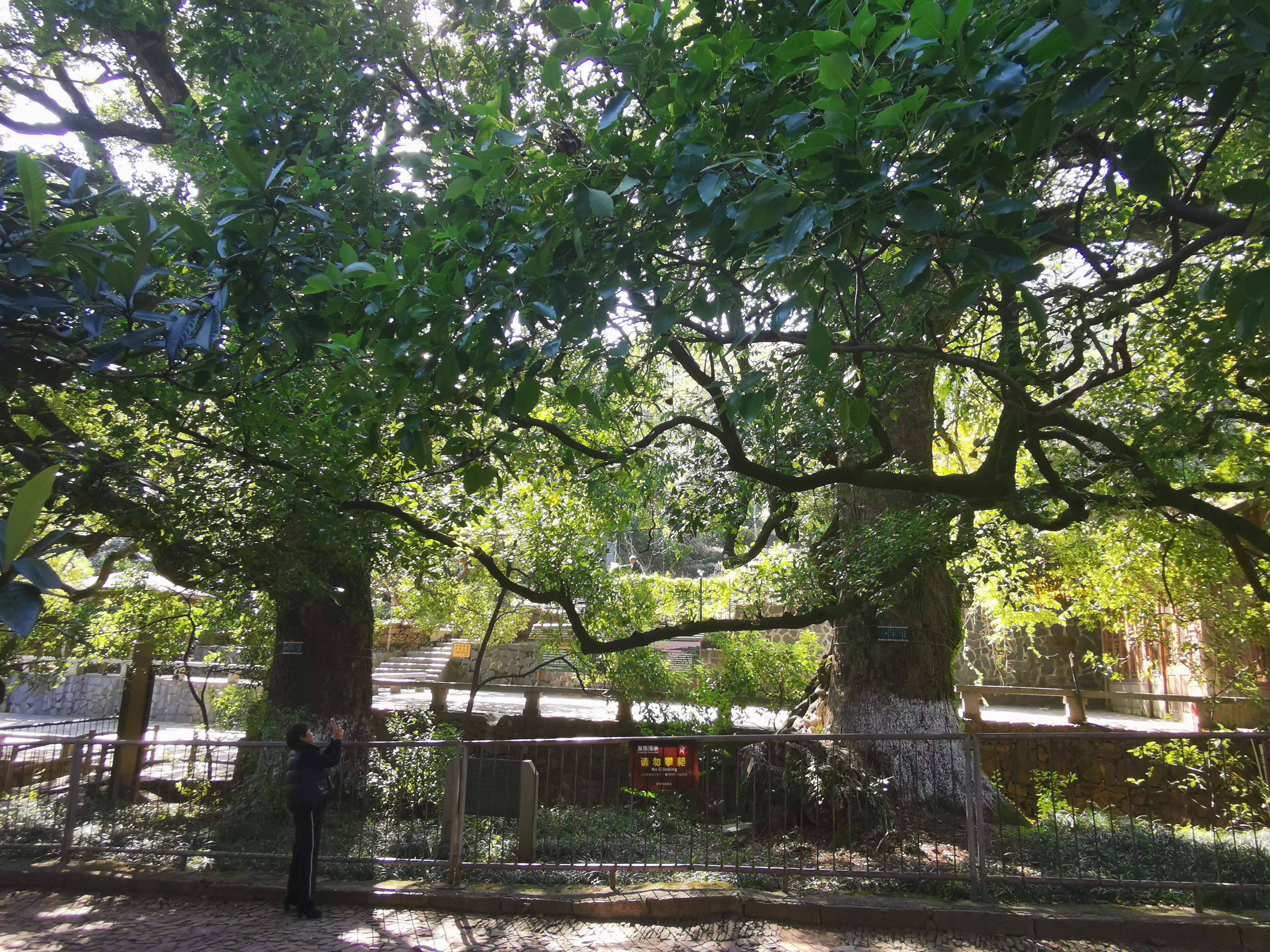 大自然的亲密无间——藤樟交柯,苏州西山