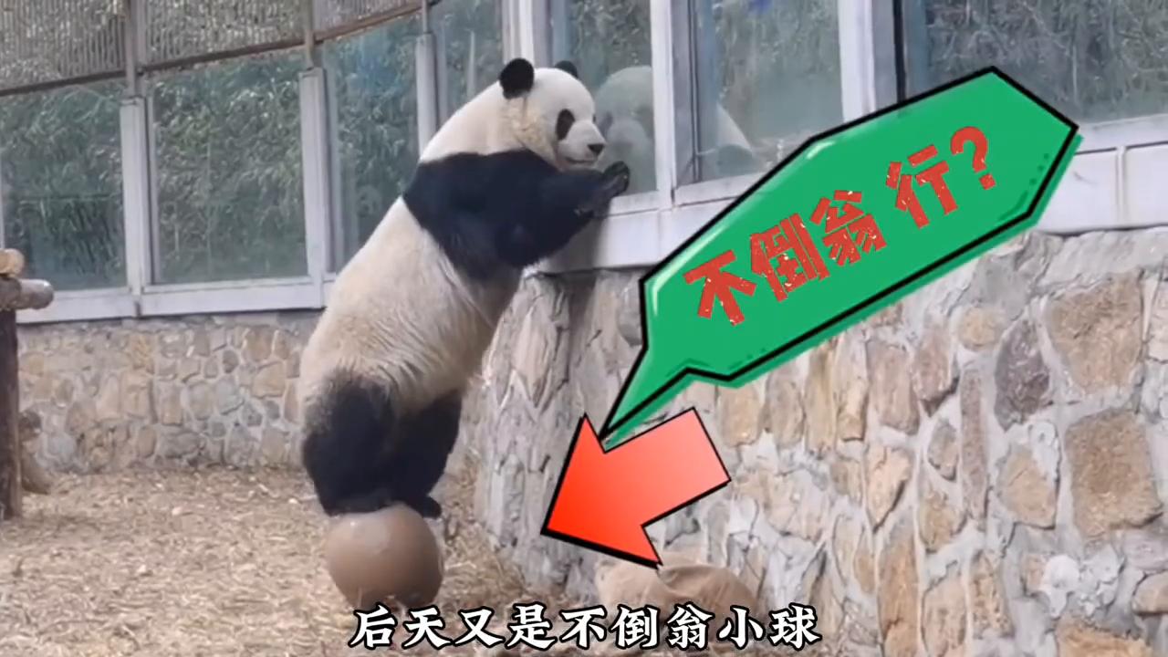 越狱几次才能成功,越狱屡次失败