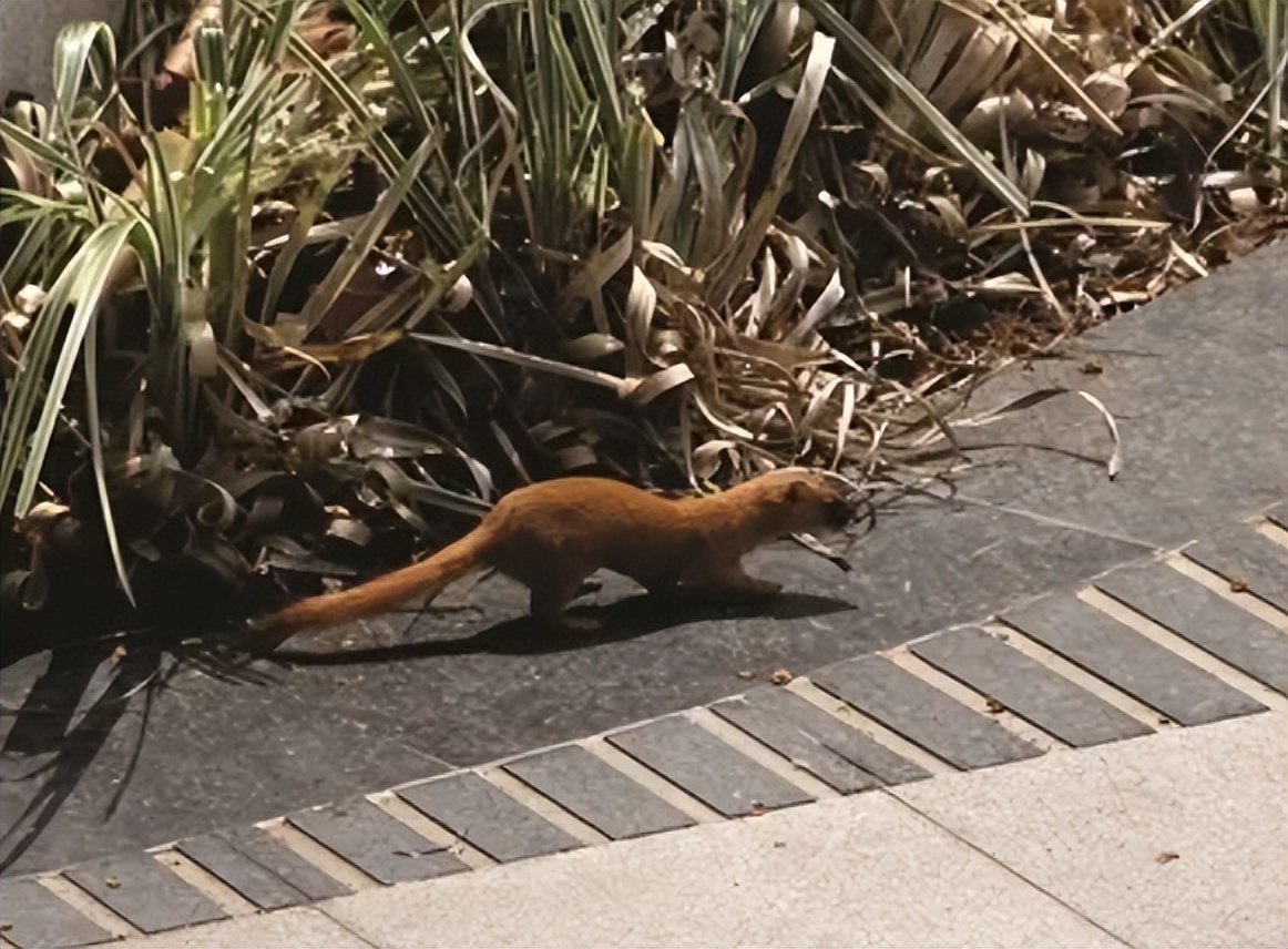 黄鼠狼为什么不宜人吃,李时珍为什么不吃黄鼠狼呢