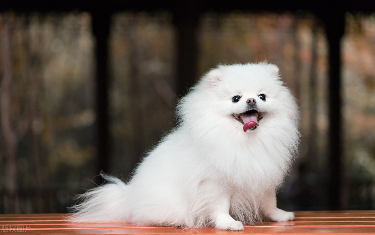 常见的宠物犬种品种有哪些,常见的宠物犬种类及图片大全