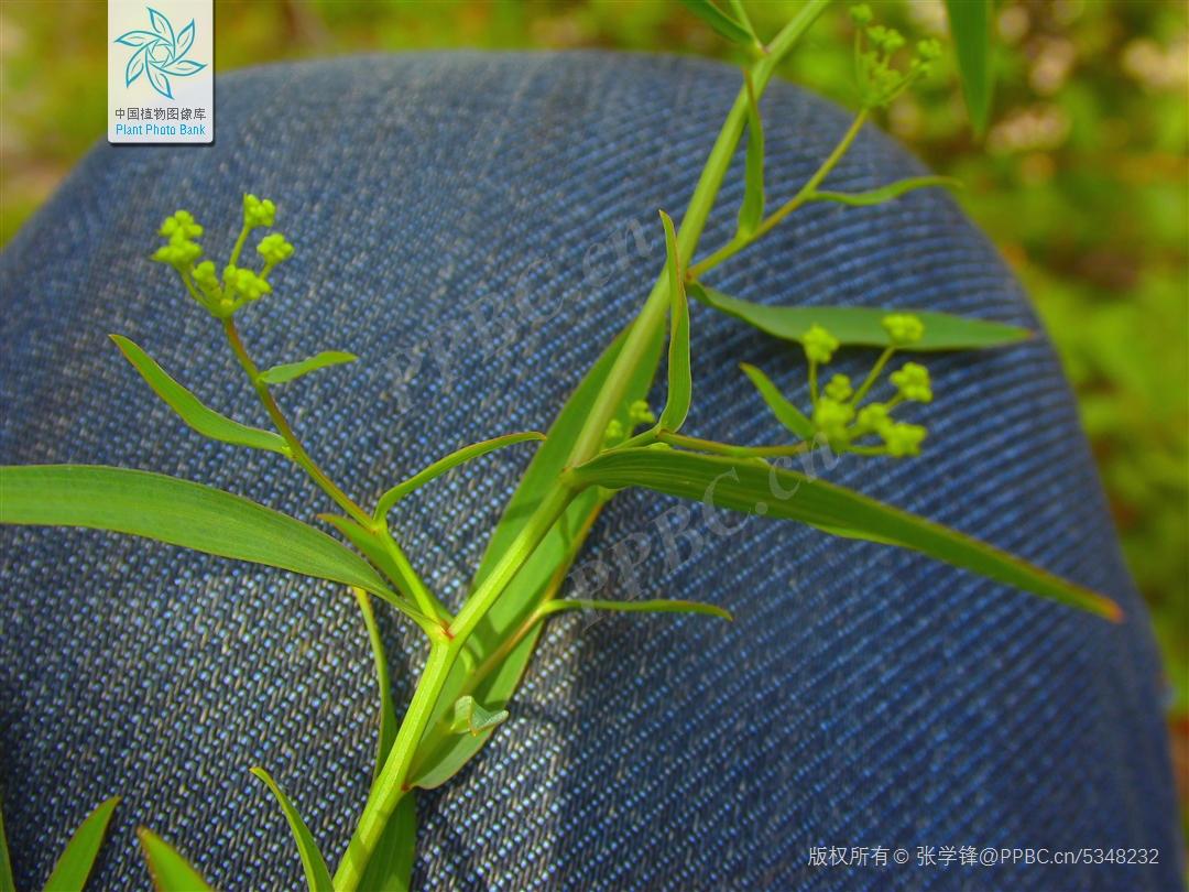 欣擎茹草踏春来·柴胡