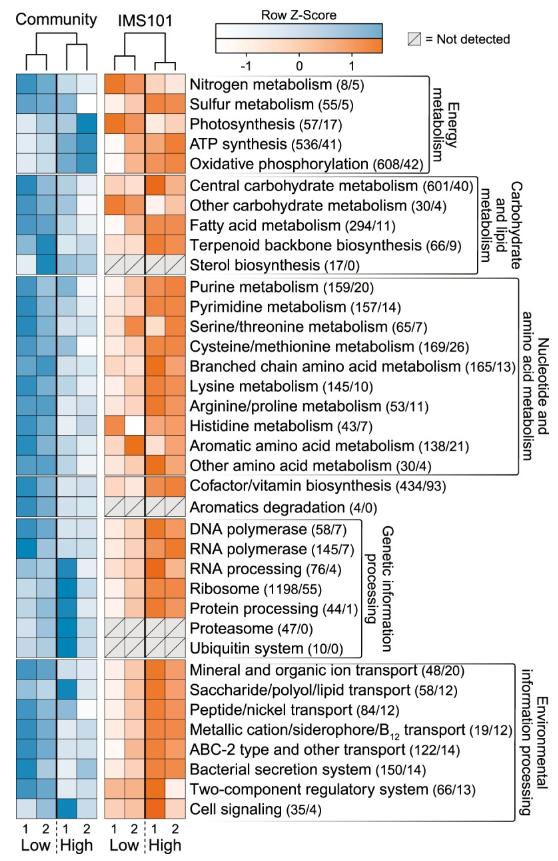 探索海洋固氮蓝藻毛滴虫联盟的转录活性，揭示水平氮循环潜在机制