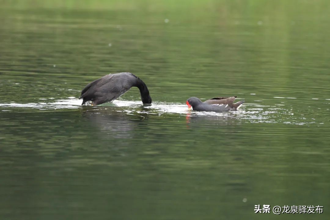 创建天府旅游名县射洪在行动,创建天府旅游名县倒计时1天