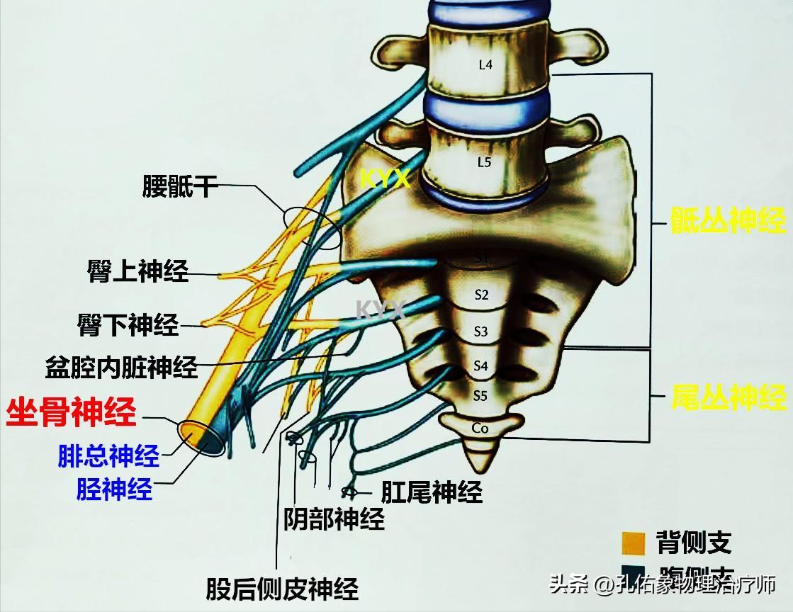 从臀部到小腿麻木疼痛怎么回事,臀部小腿酸胀是怎么回事