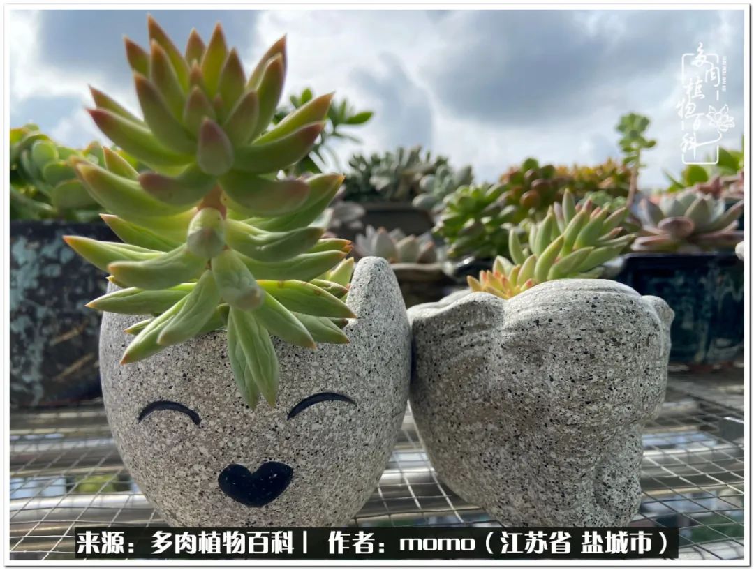 露养一个月的多肉图片,露养多肉春天外面过夜么