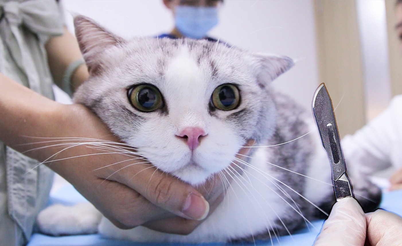 猫怎么养新手养猫需注意问题,猫怎么养新手养猫需注意4大问题