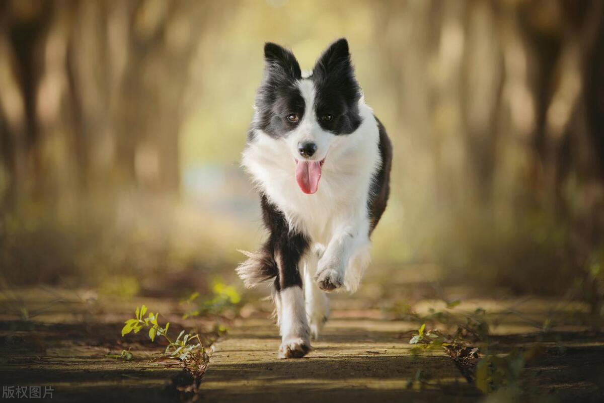 狗子冲进球场,狗子闯进足球比赛