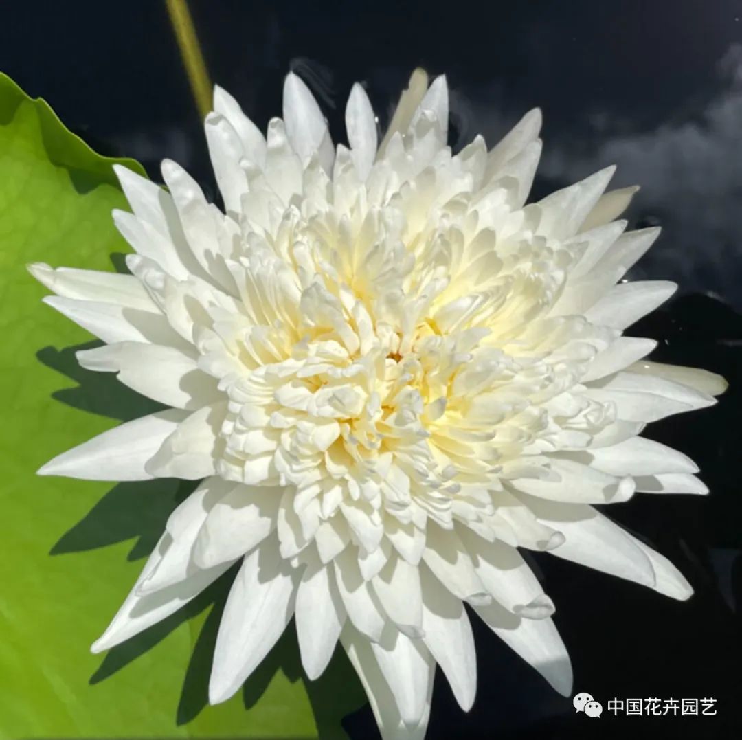 00后培育3个睡莲新品种获国际认证,睡莲热门品种