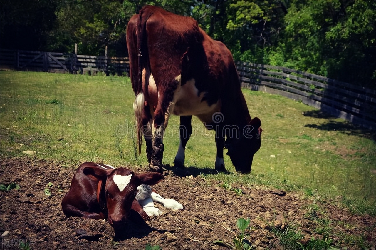 母牛助产方法图解,母牛分娩是助产好还是不助产好