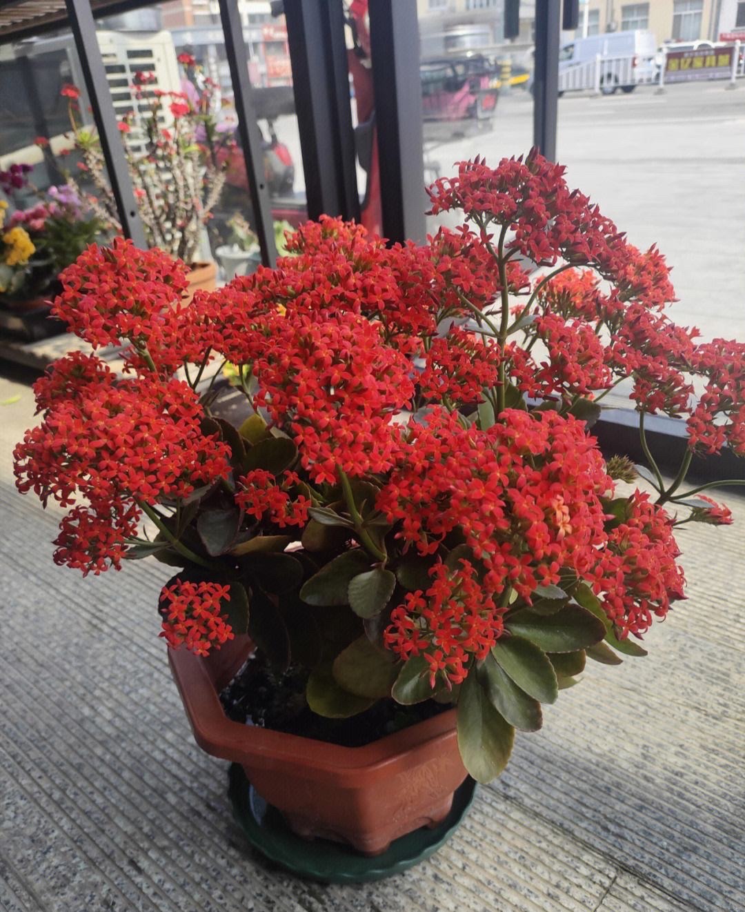 好运又吉利的花,夏季十大喜庆的花