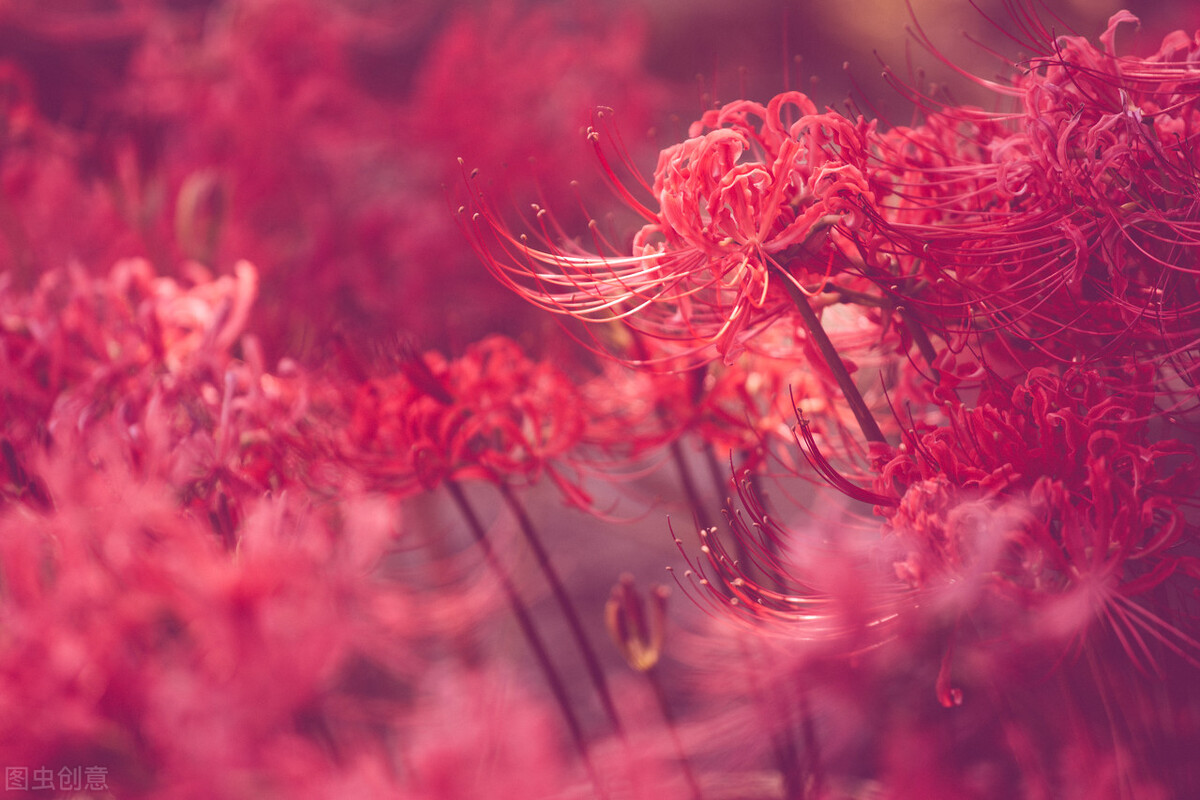 彼岸花和曼珠沙华分别代表什么,彼岸花与曼珠沙华的区别