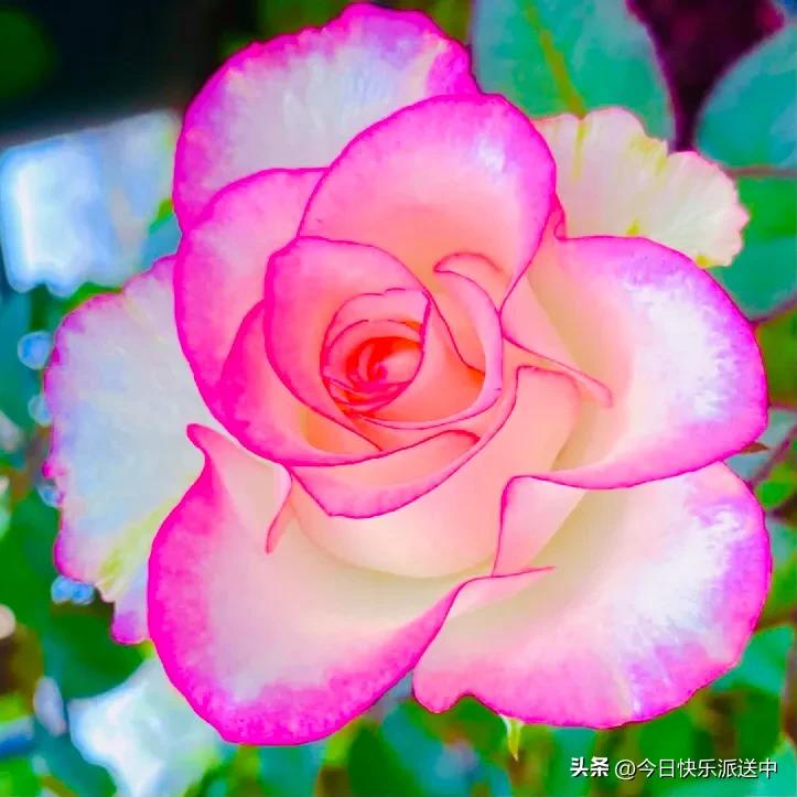 美醉了的月季花图片,各种颜色的月季花图片