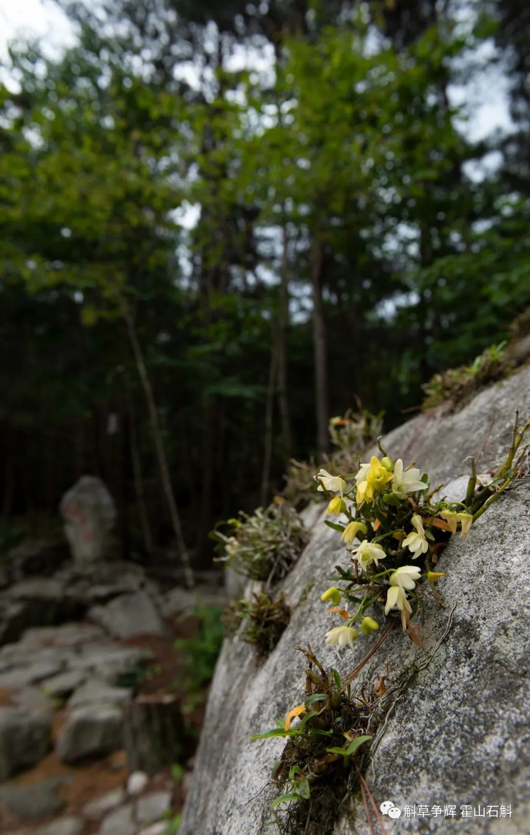 斛草争辉微商城开启之际省内外好友纷纷写诗祝贺