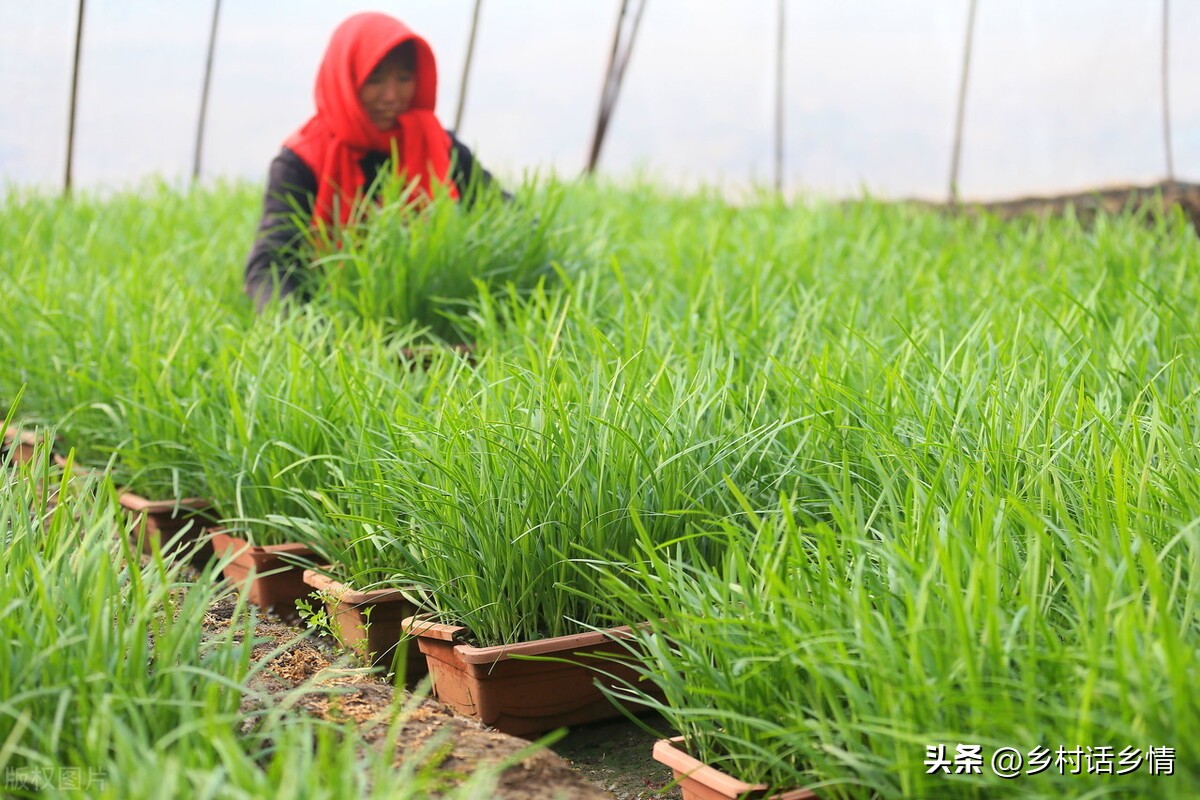 韭菜割后怎样管理没有草木灰,韭菜割完一茬施什么肥好