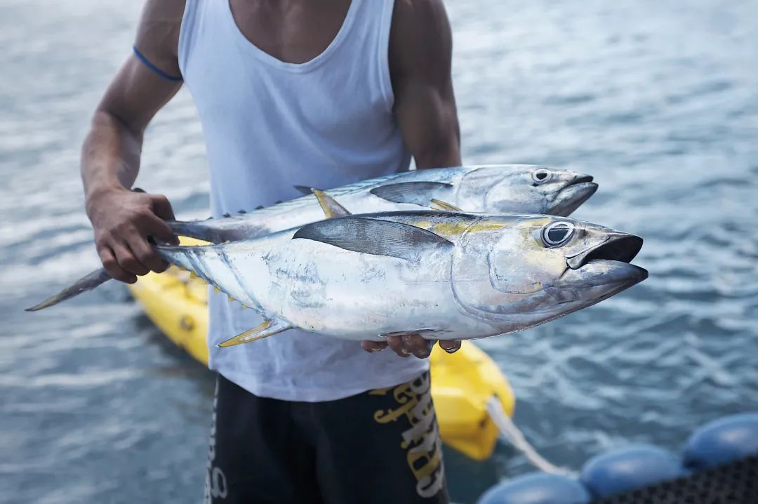 富饶的西沙群岛海底视频,西沙群岛最大岛屿是哪个