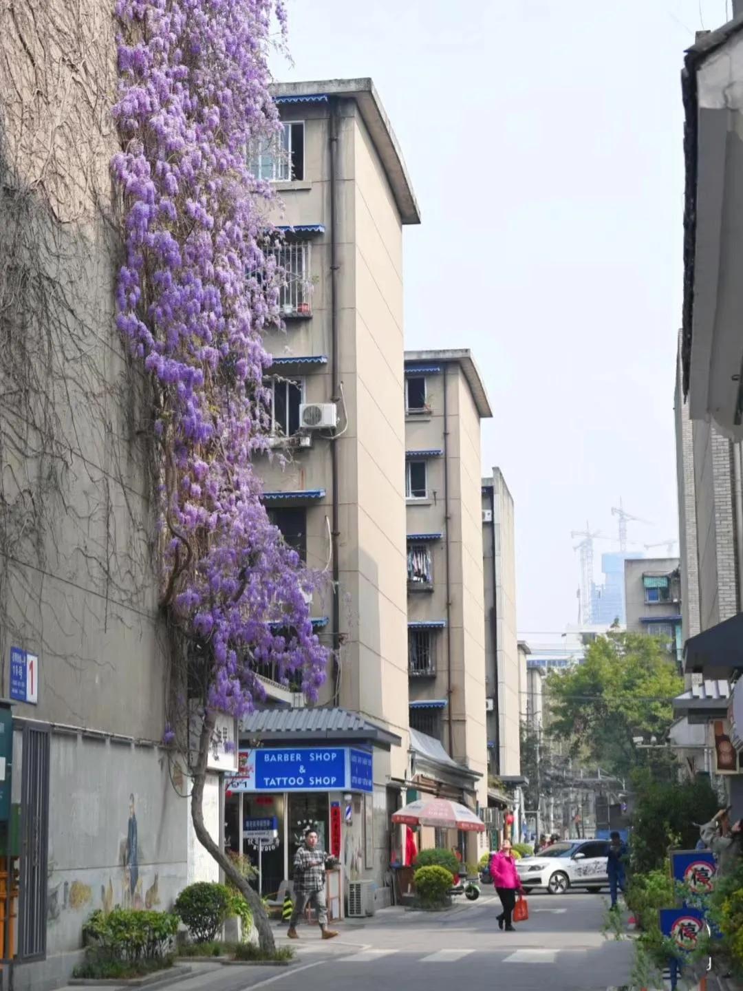 紫藤花成都周边,成都1号桥紫藤花