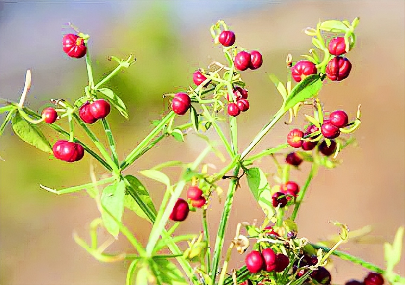 大姨妈要走不走，淋漓不尽，这6个小方子可用