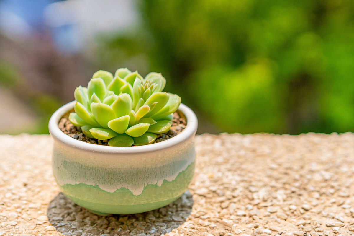 最耐阴的十大室内植物盆栽有哪些,什么植物除室内毒气