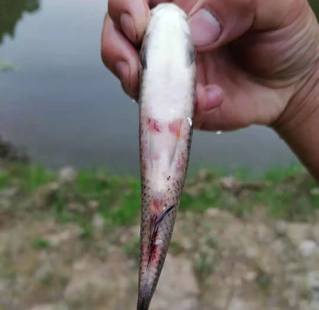 鱼出现败血症怎么治疗,鱼得了败血症怎么治