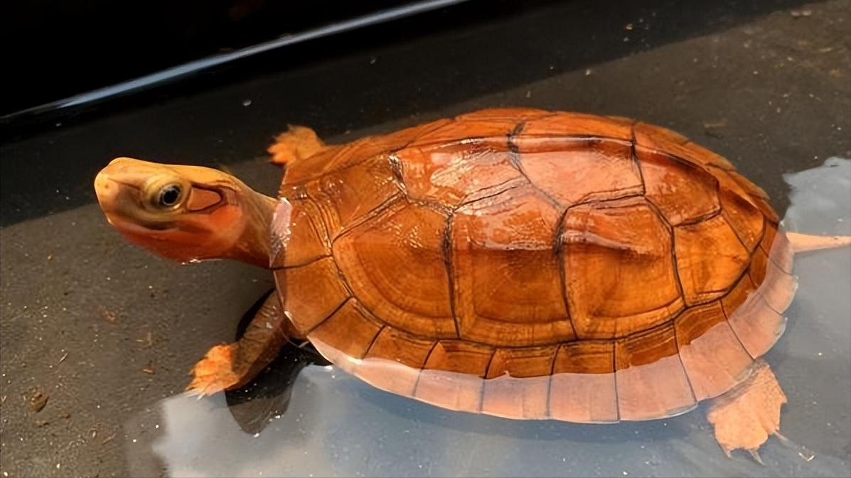 金钱龟的生物学特性及人工繁殖,野生金钱龟的生活习性