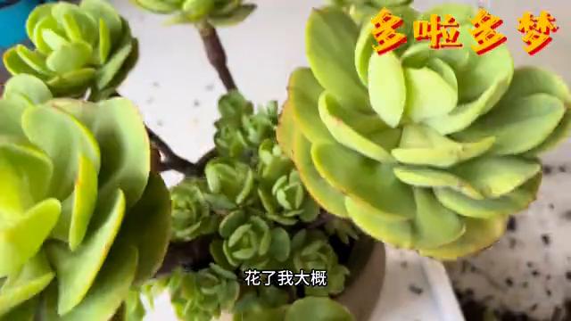 大碧桃如何种在缺口盆,大棵多肉换盆方法