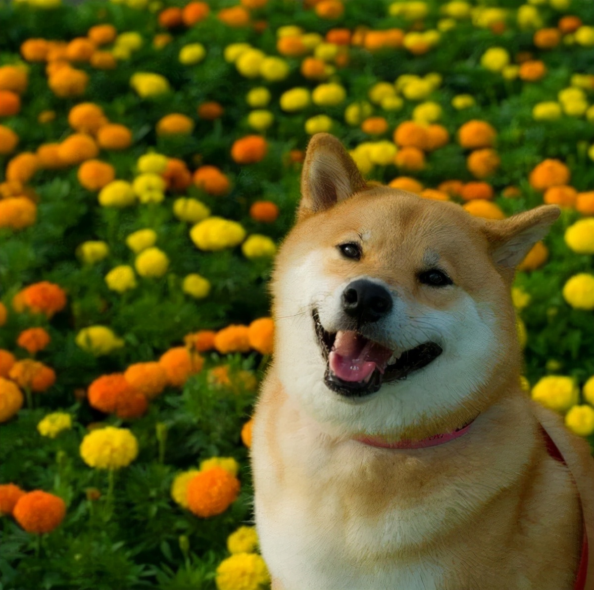 柴犬拉肚子吐了好几回怎么办,柴犬喝牛奶拉肚子怎么办