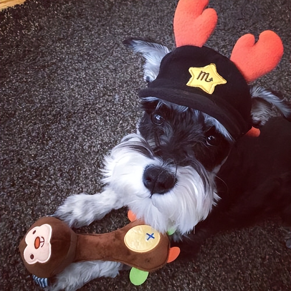 雪纳瑞总是被别的狗凶,雪纳瑞都需要注意些什么