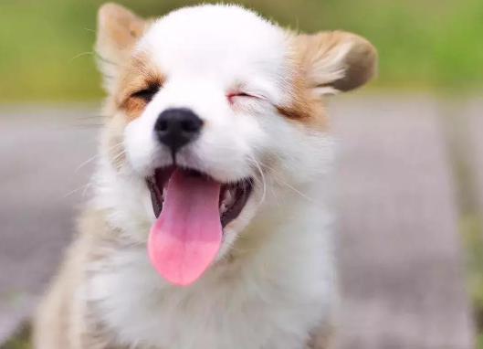 为什么小狗老是咬狗绳,小狗为什么喜欢自己咬着牵引绳