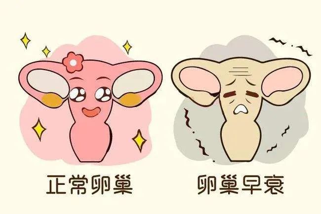 多囊卵巢冻龄,30年龄的卵巢怎么保养