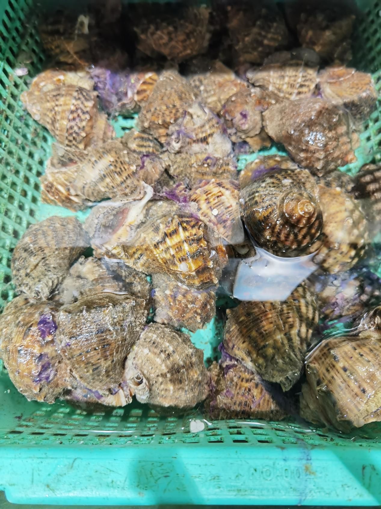 海南海鲜贝类有哪些,海南海鲜贝类