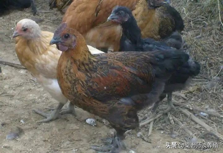 养殖鸡鸭鹅需要注意哪些,鸡鸭鹅养哪种风险小