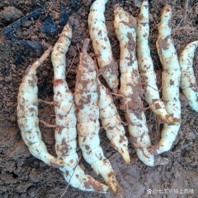 麻城腌制地藕教程,农家腌地藕