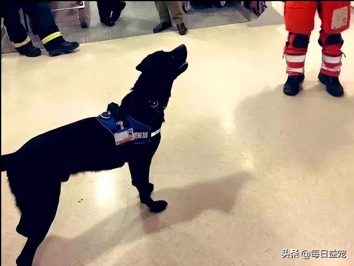 警犬上班偷懒被发现,警犬被开除原因笑喷