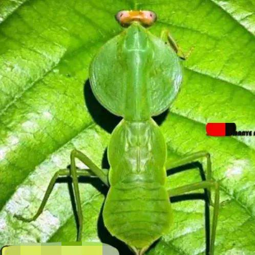 螳螂吃掉自己丈夫的头,螳螂为什么吃掉配偶螳螂吃蛇