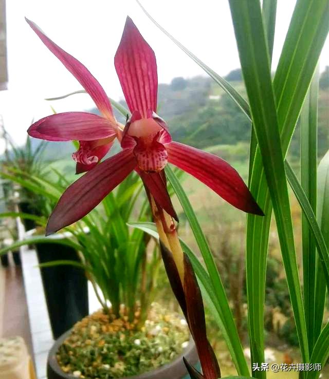 贵州最新最极品的兰花图片,贵州哪种兰花最漂亮