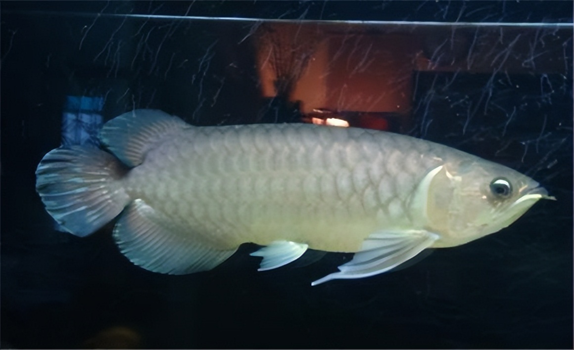 青龙鱼挑选方法,青龙鱼什么样的