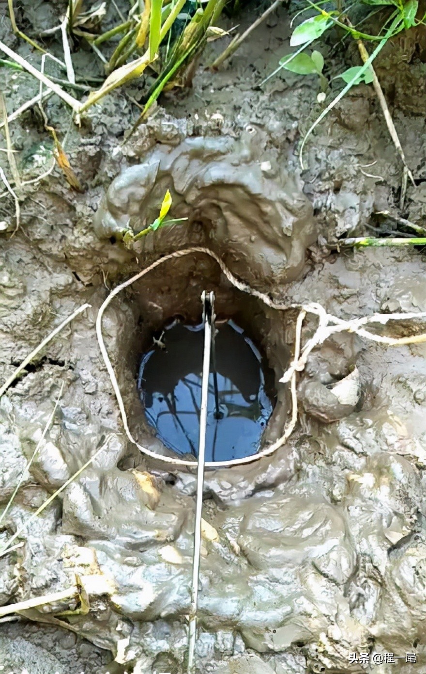 鱼钩怎么钓鳝鱼图解大全,钓鳝鱼用几号钩最佳