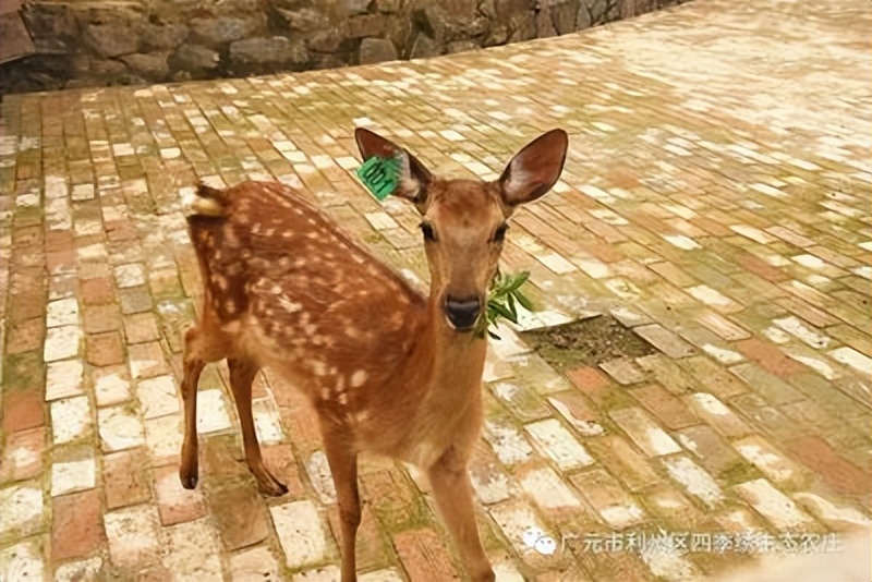 来农家乐的乐趣,来山水农家享受大自然的美景