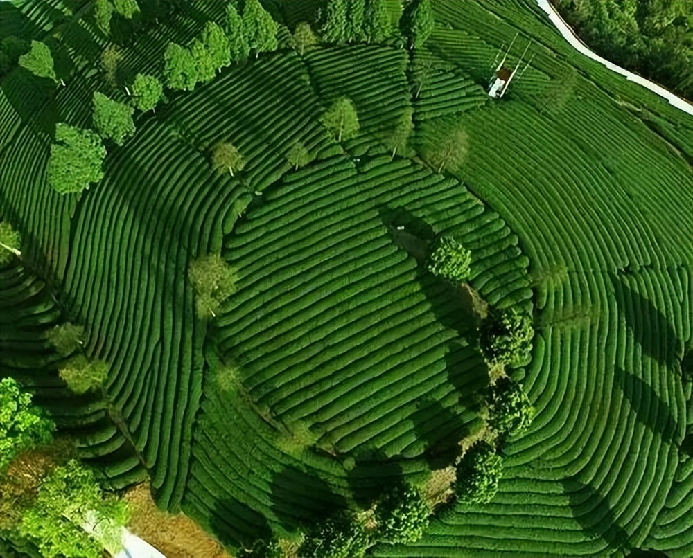 爱喝茶选哪款净水器,什么牌净水机沏茶好喝