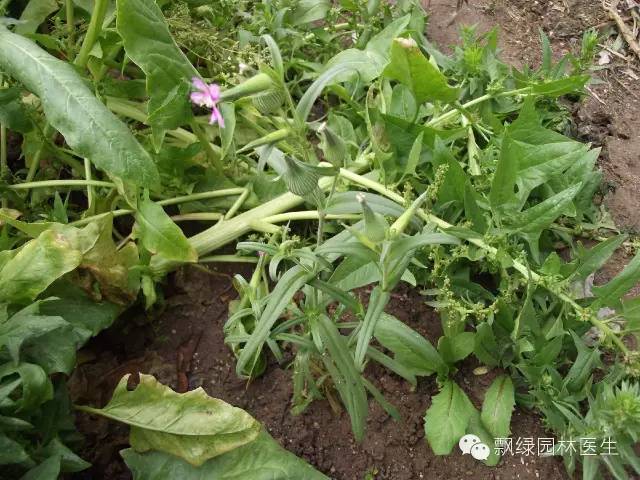 草坪杂草的防除方法,草坪杂草的物理防除