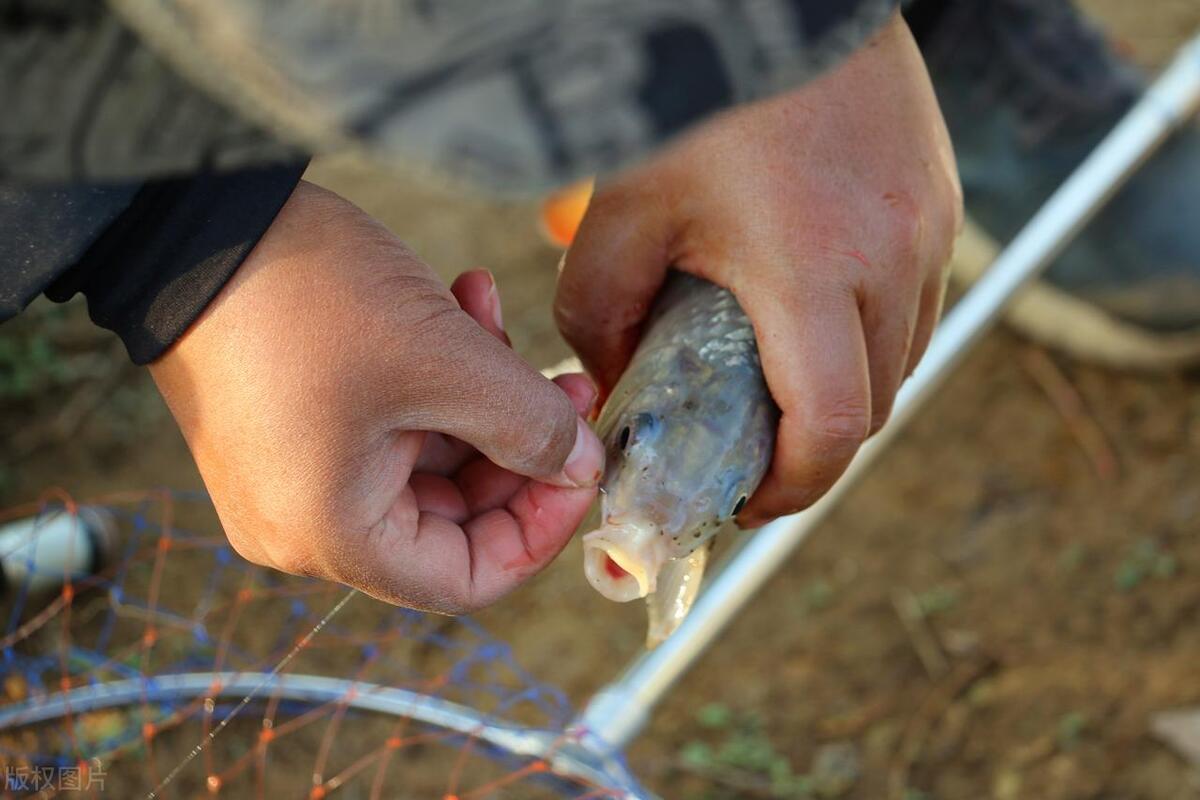 春季钓鱼不开口怎么办视频,春钓不开口怎么办