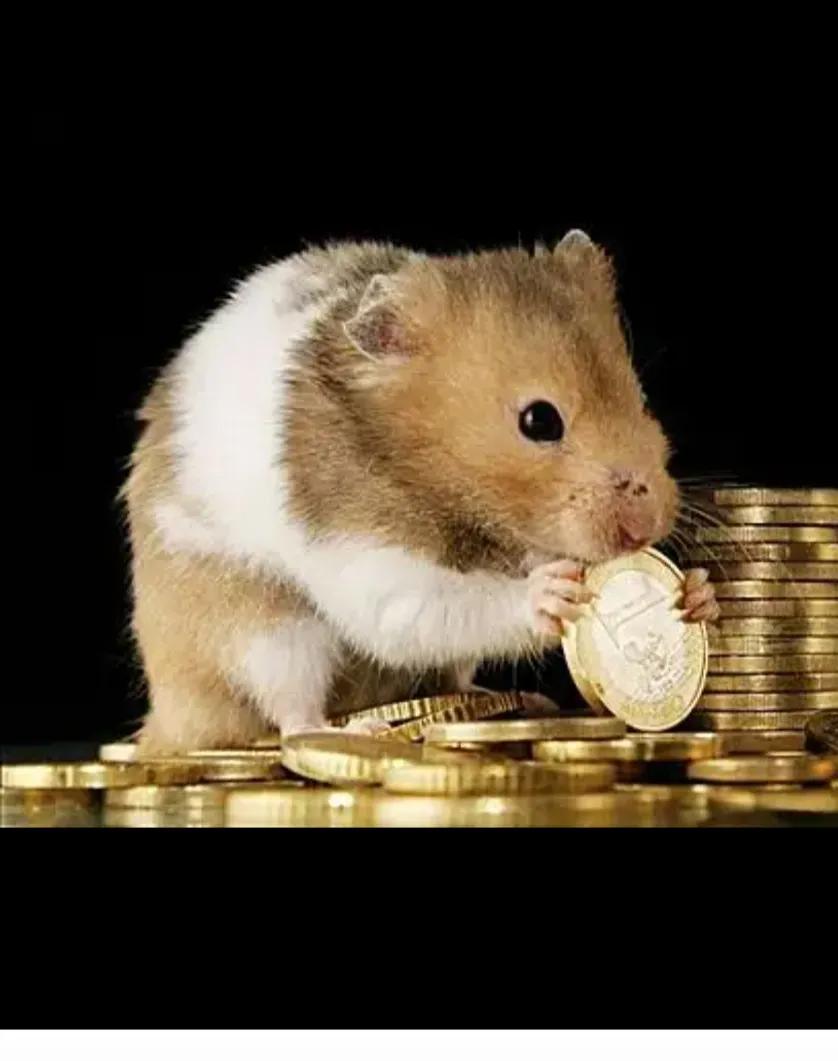 最可爱的宠物有什么仓鼠,仓鼠是最可爱的宠物吗