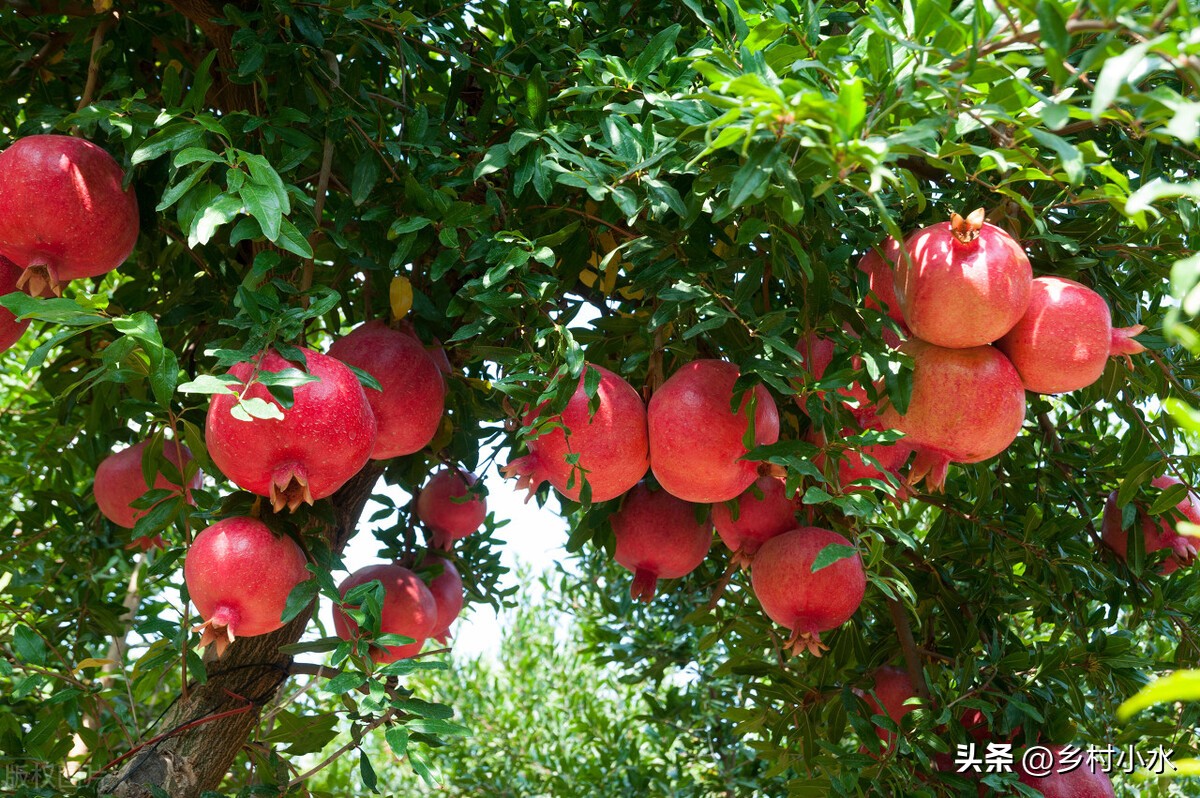 俗语宅子出现三喜家中能人辈出,俗话说门前有三树家兴人也旺