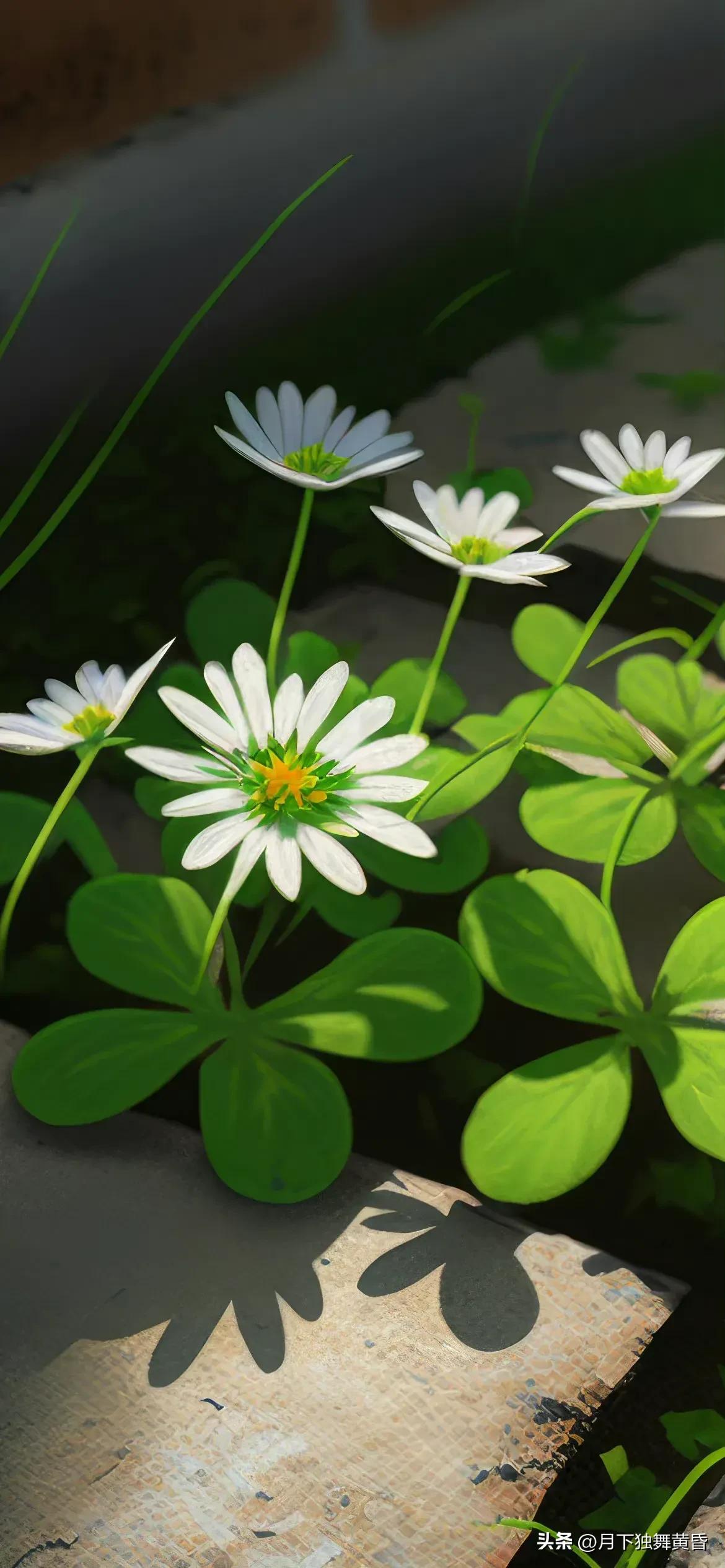 夏天壁纸图高清,壁纸夏天的太阳