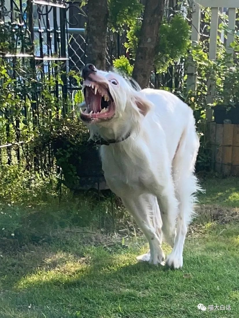 背德文学啥意思,背德文学是什么