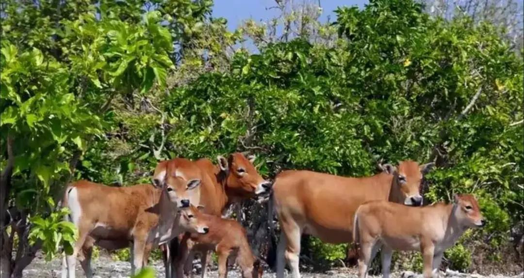 爱与亲情的终极挑战：雄性遇见亲生母亲！