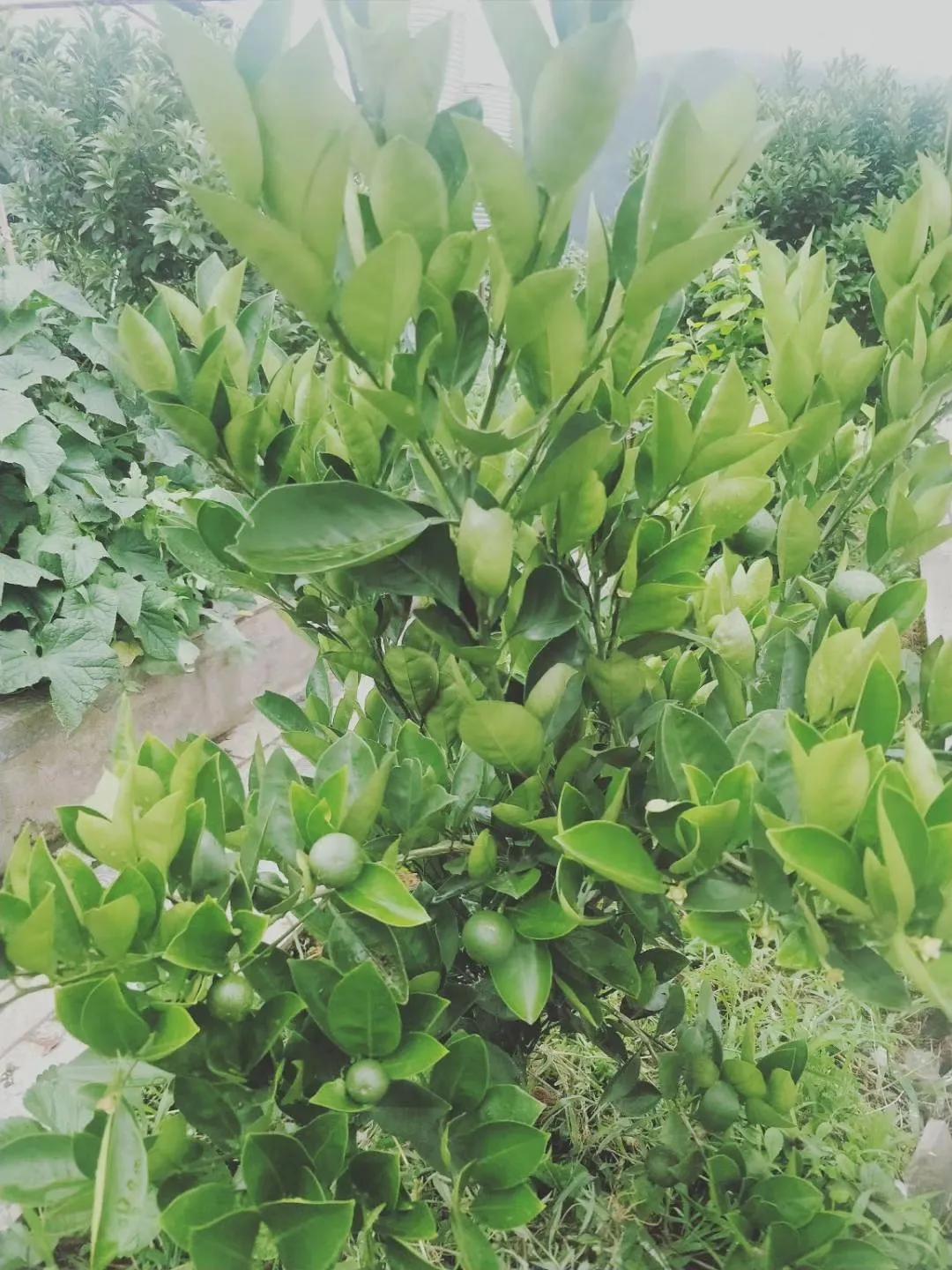 假水果苗木，坑的是零星种植户